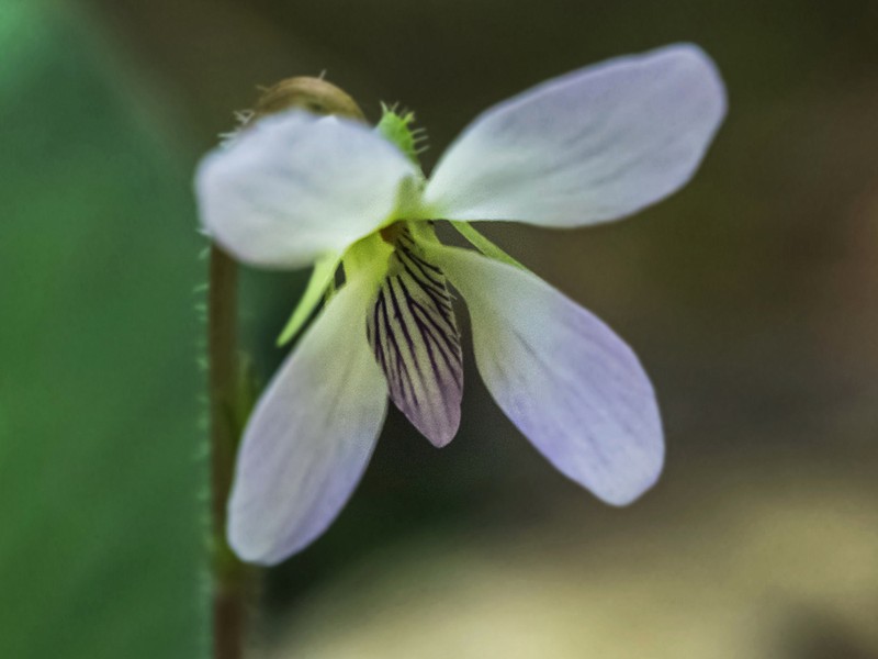 Viola annamensis photo 2