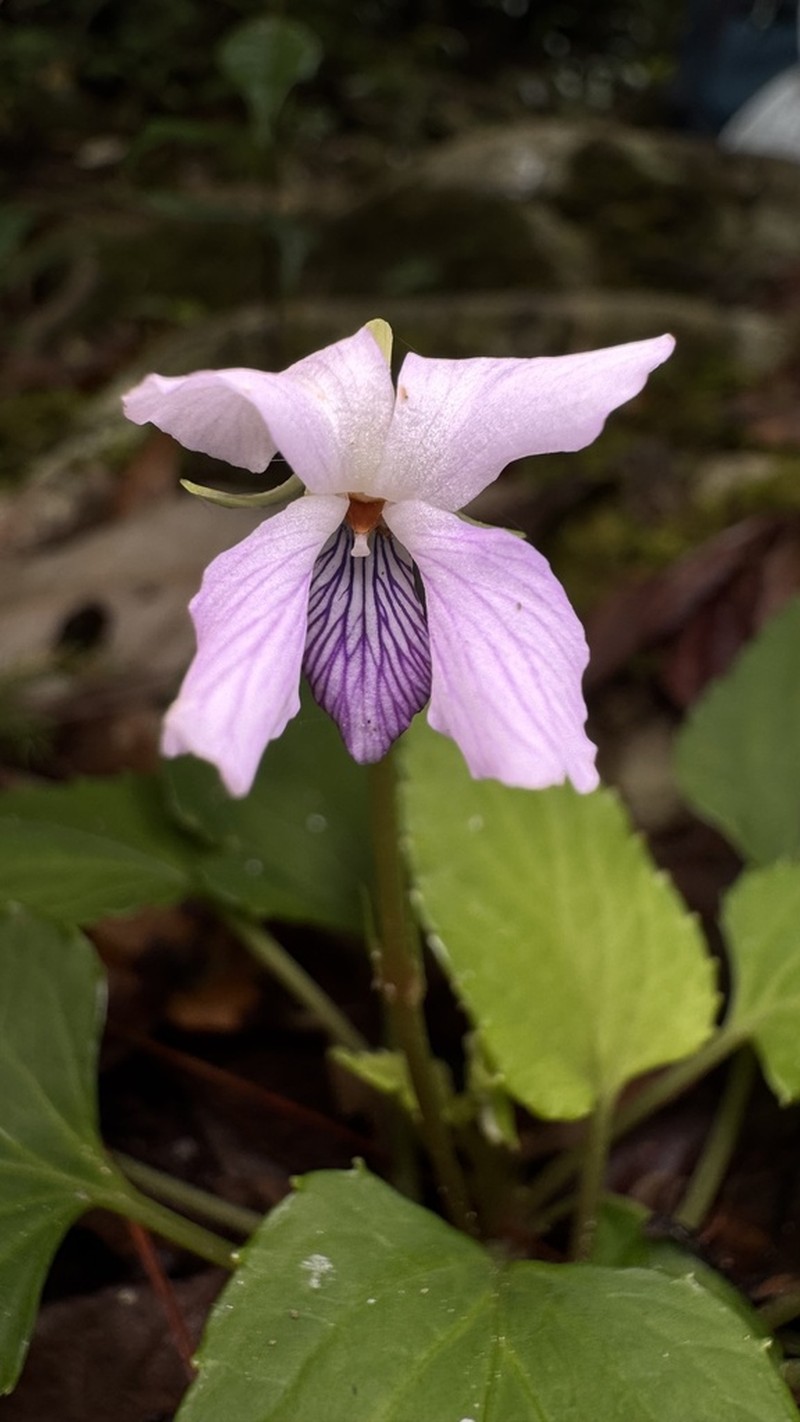 Viola annamensis photo 3
