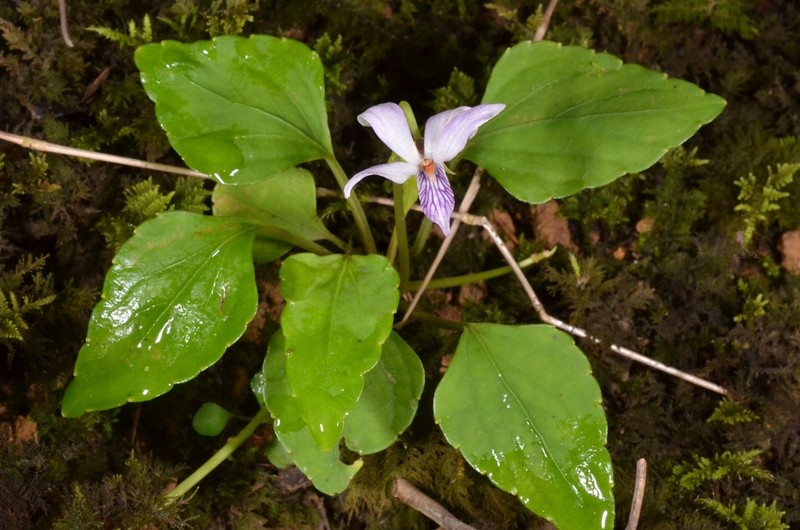 Viola annamensis photo 4