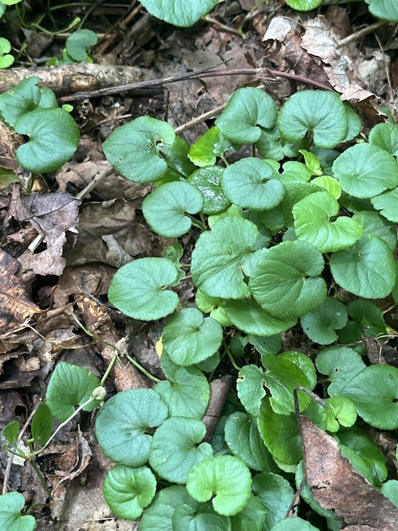 Appalachian Violet