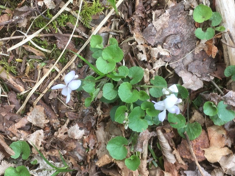 Appalachian Violet photo 2