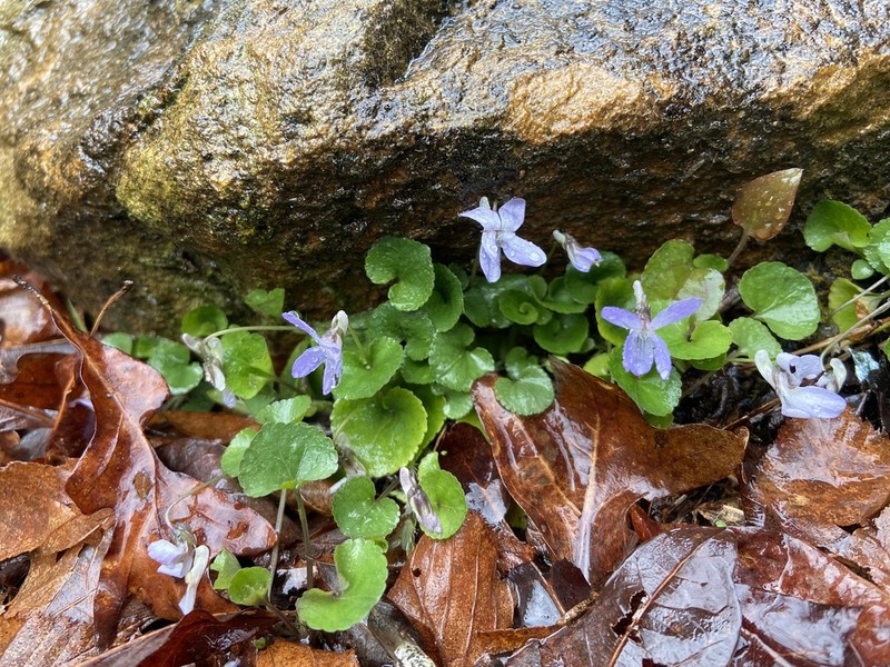 Appalachian Violet photo 3