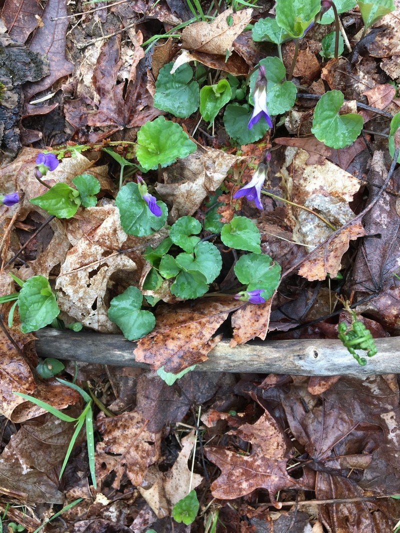 Appalachian Violet photo 4