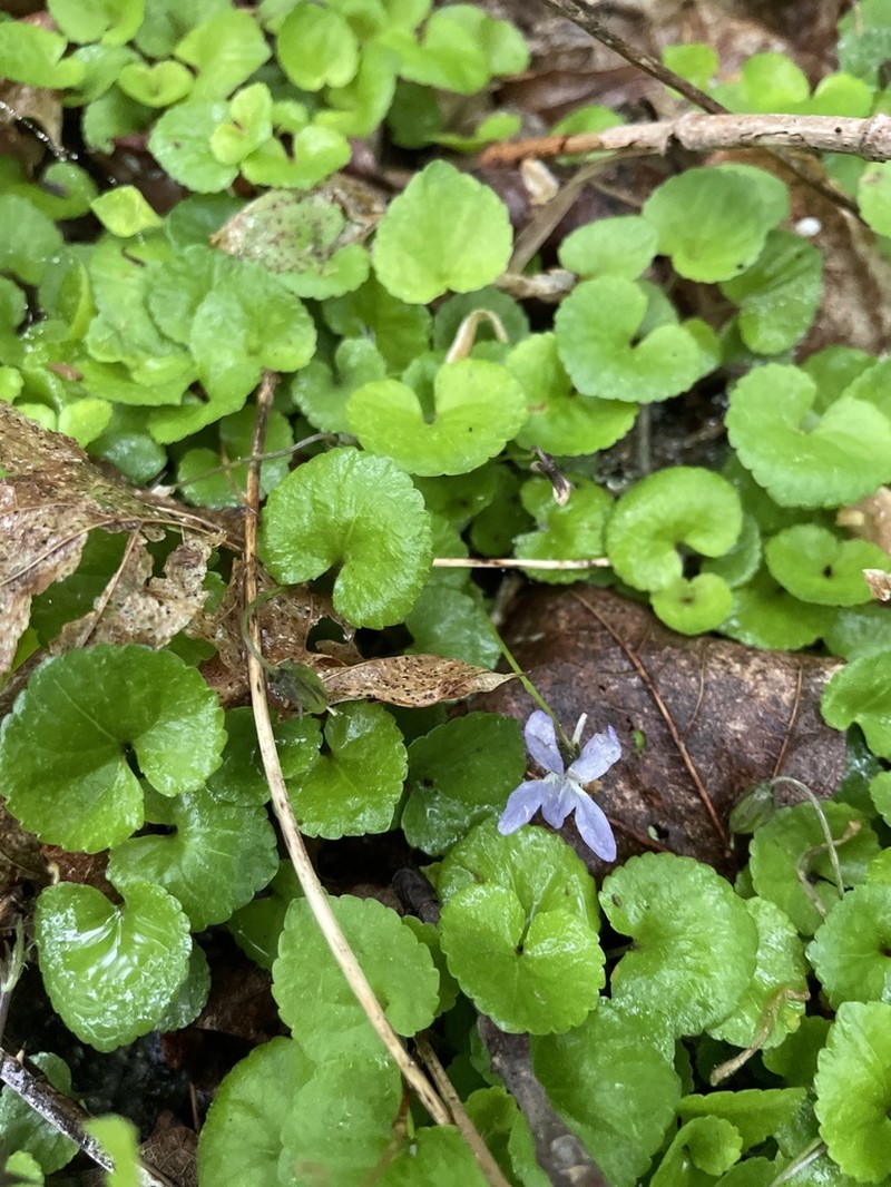 Appalachian Violet photo 5