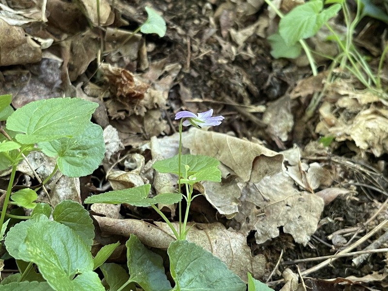 Appalachian Violet photo 6