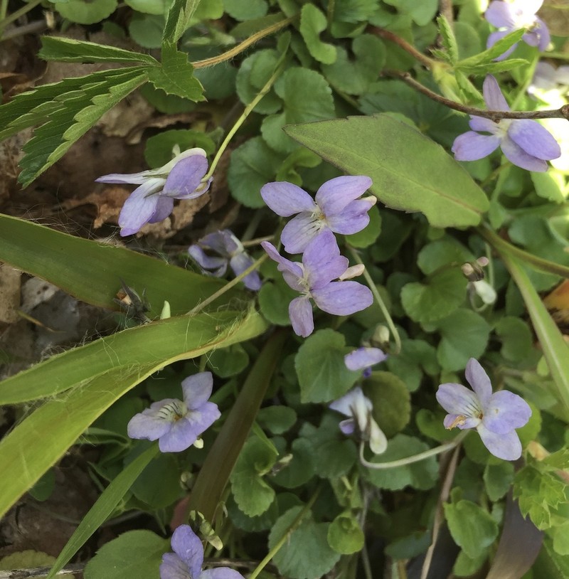 Appalachian Violet photo 7