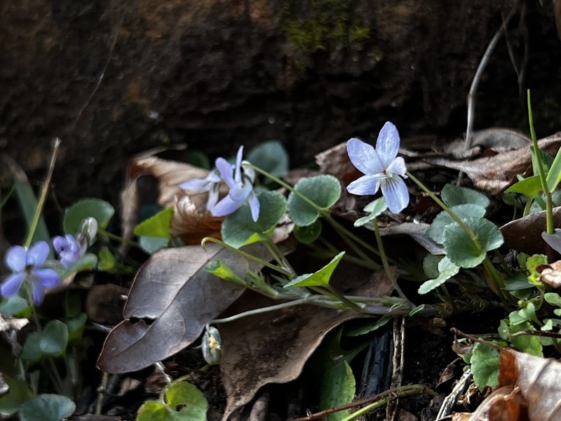 Appalachian Violet photo 8