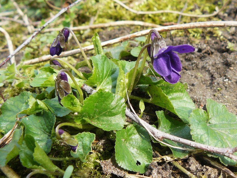 Appalachian Violet