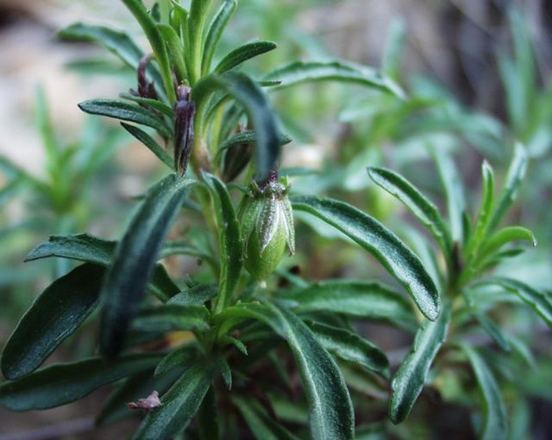 Viola arborescens photo 2