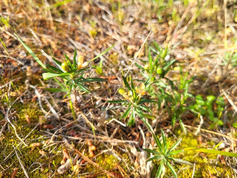 Viola arborescens photo 3