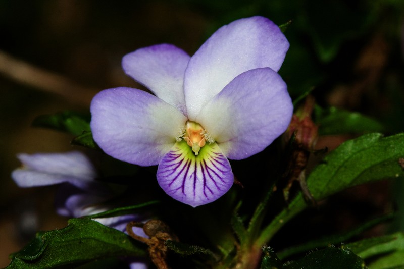 Viola arborescens photo 4