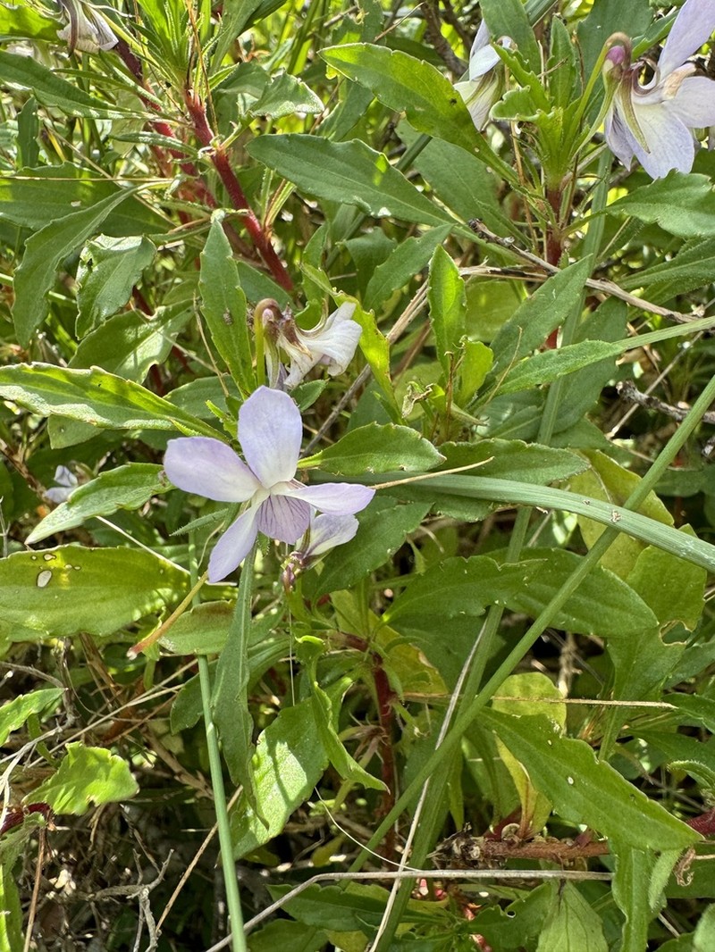 Viola arborescens photo 5