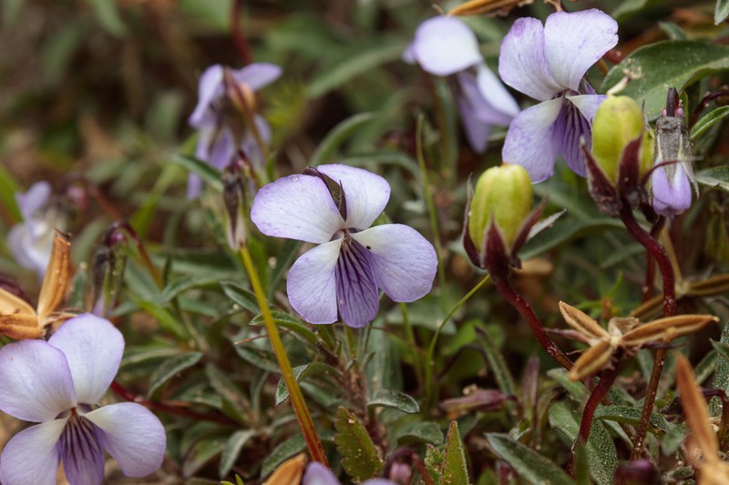 Viola arborescens photo 6
