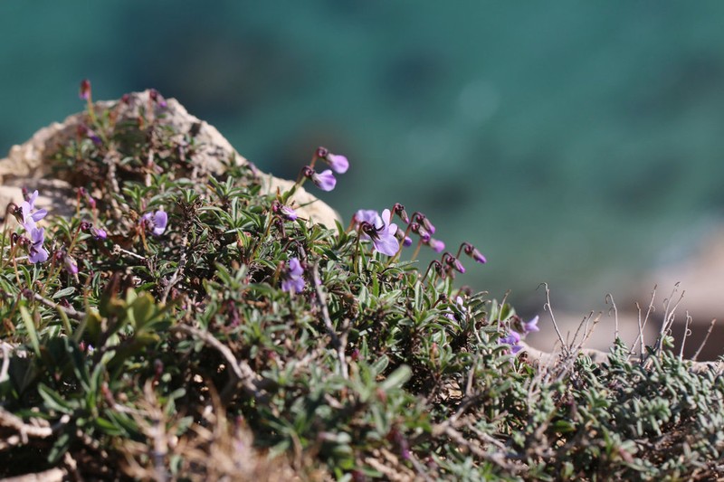 Viola arborescens photo 7