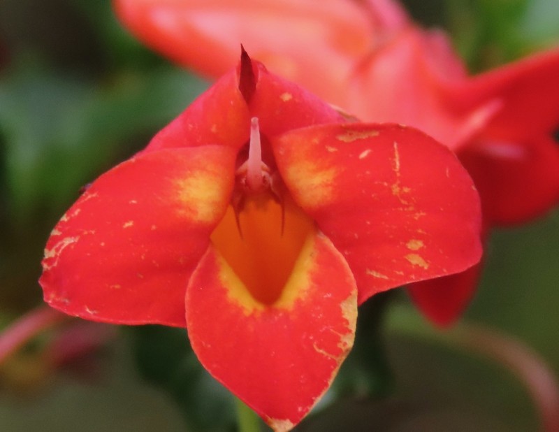 Viola arguta