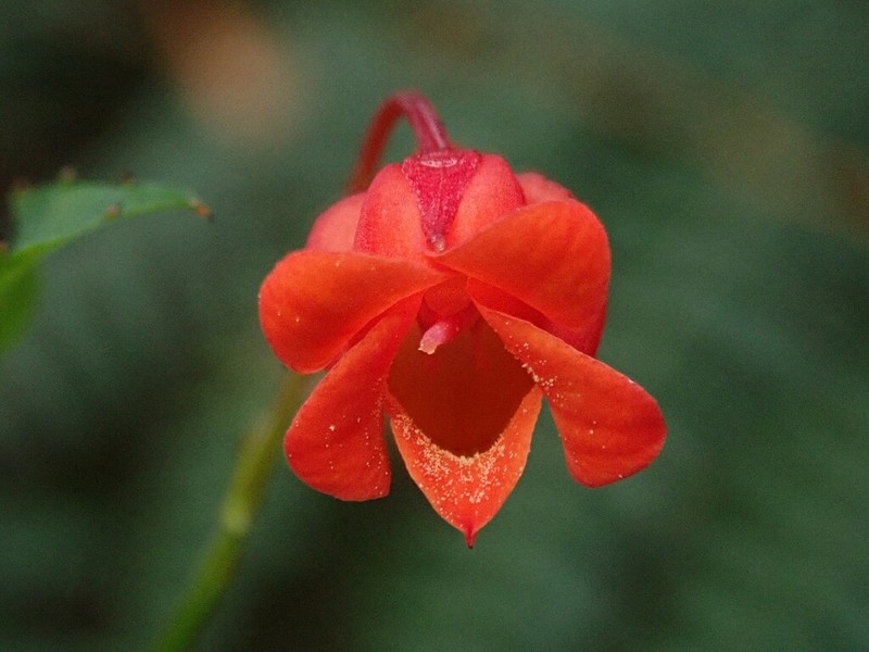 Viola arguta photo 2