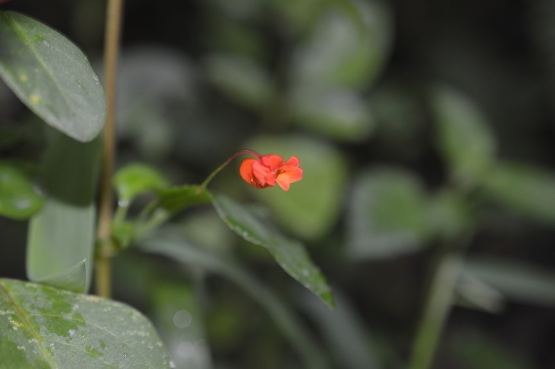 Viola arguta photo 6