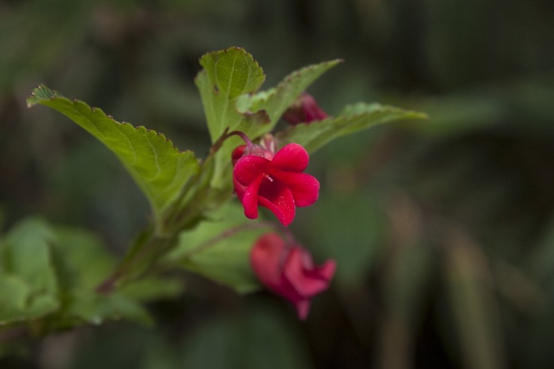 Viola arguta photo 7