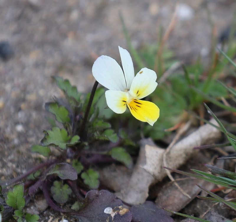 European Field Pansy photo 4