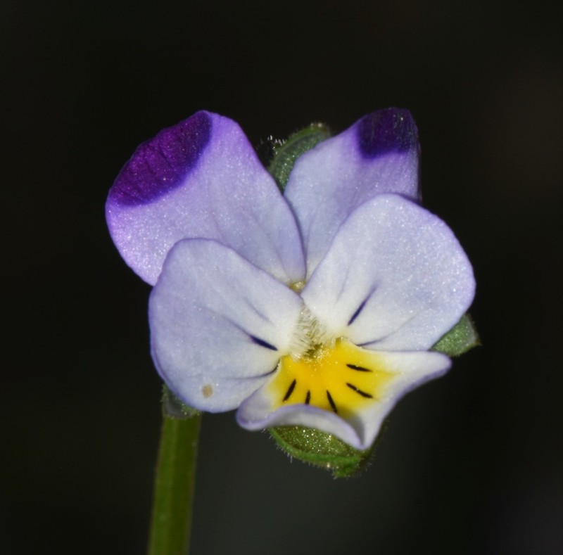 European Field Pansy photo 5