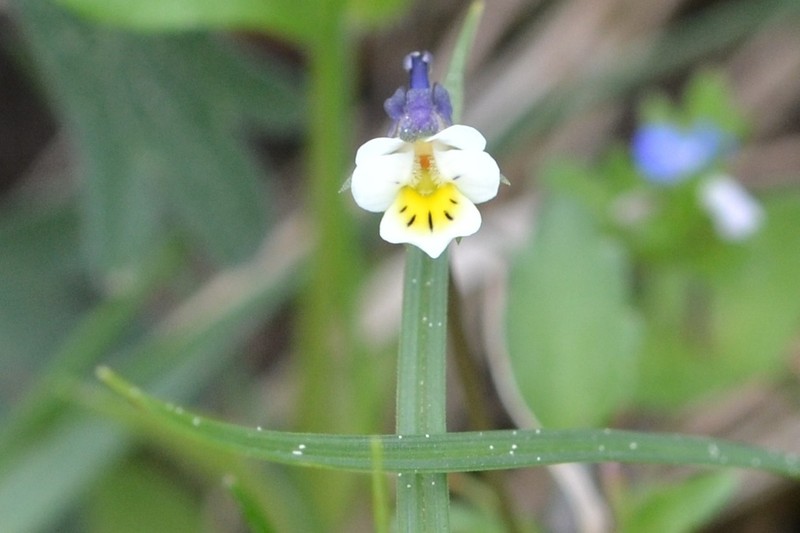 European Field Pansy photo 6