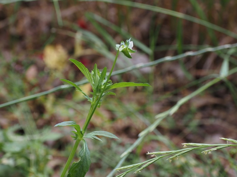 European Field Pansy photo 7