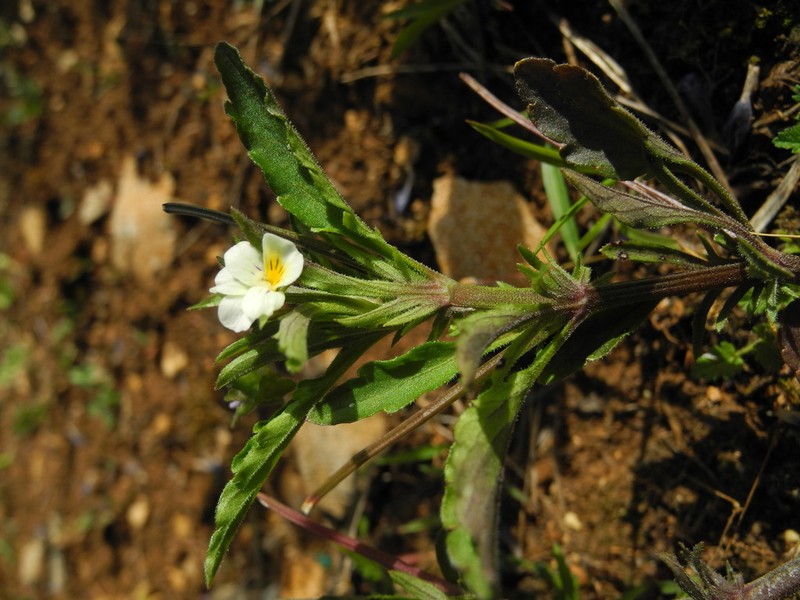 European Field Pansy photo 8