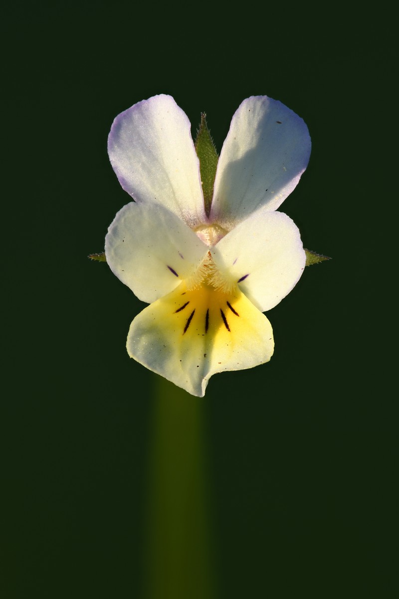 European Field Pansy