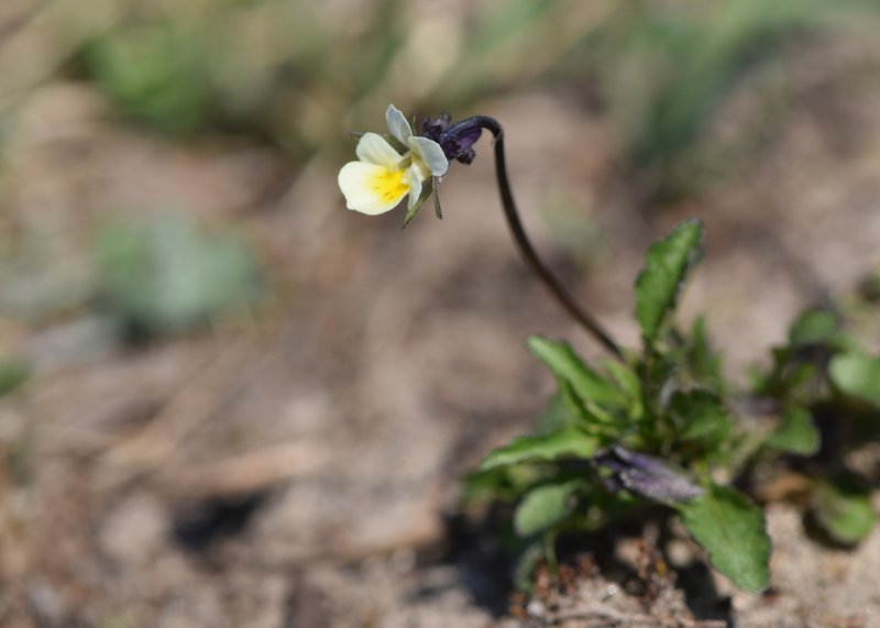 European Field Pansy photo 6