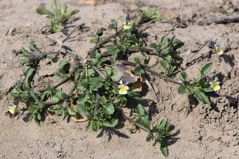 European Field Pansy photo 7
