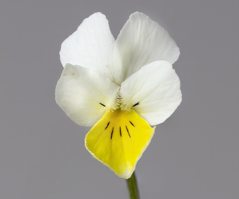 European Field Pansy photo 2