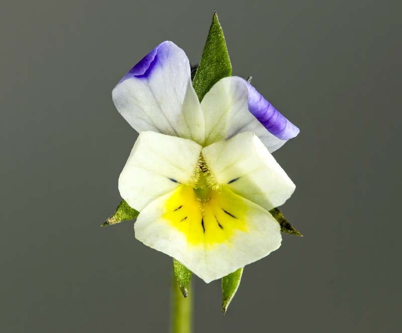 European Field Pansy photo 3