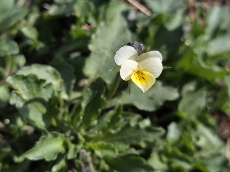 Viola arvensis subsp. arvensis