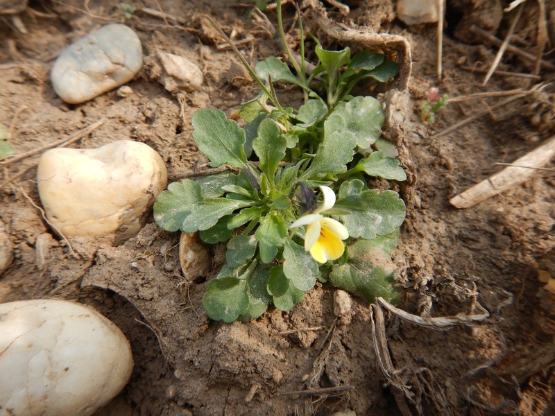 Viola arvensis subsp. arvensis photo 2