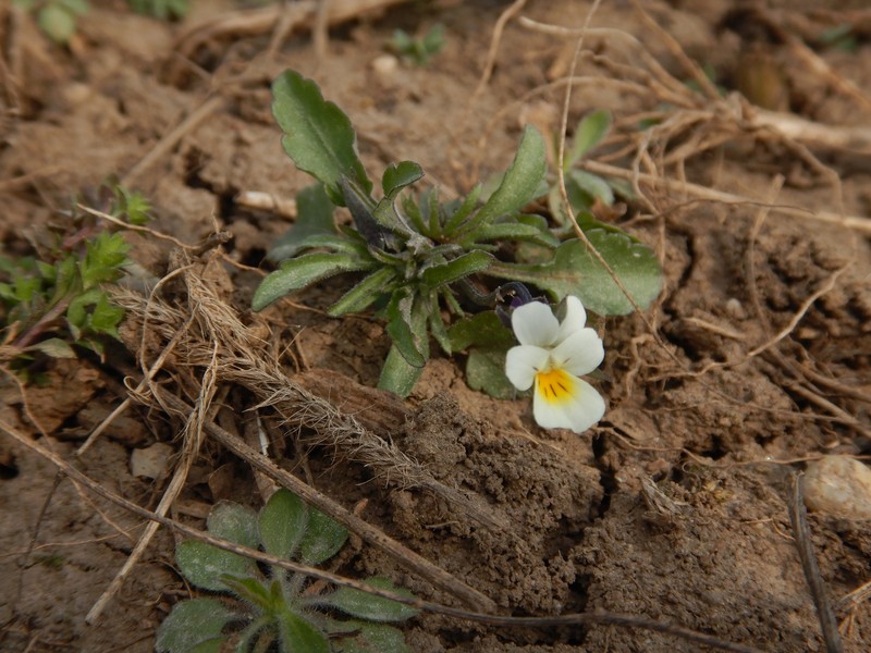 Viola arvensis subsp. arvensis photo 3