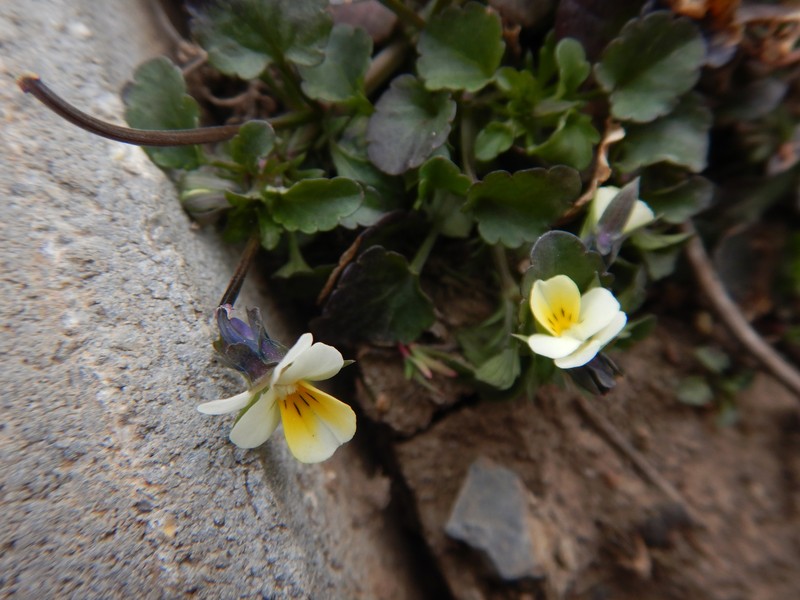 Viola arvensis subsp. arvensis photo 4