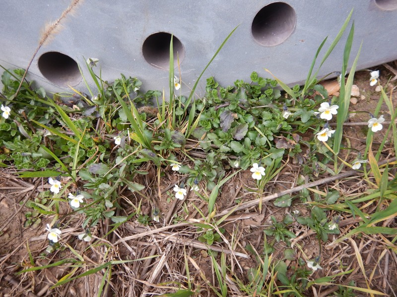 Viola arvensis subsp. arvensis photo 5