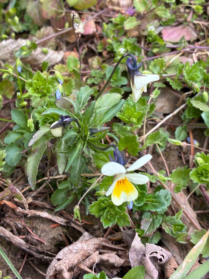 Viola arvensis subsp. arvensis photo 6