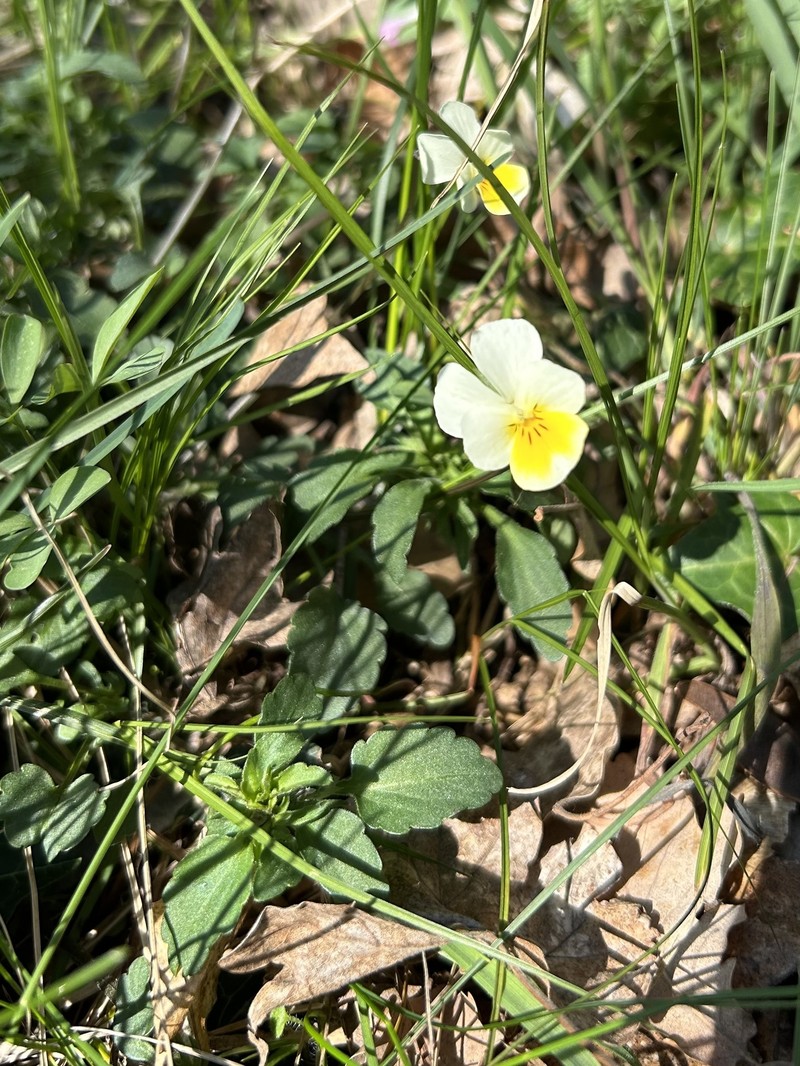 Viola arvensis subsp. arvensis photo 7