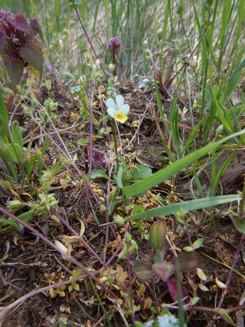 Viola arvensis subsp. arvensis photo 8