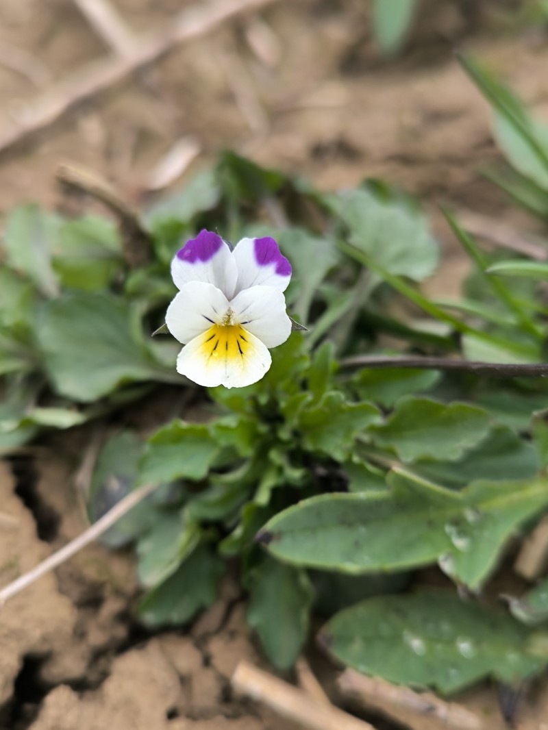 Viola arvensis subsp. megalantha