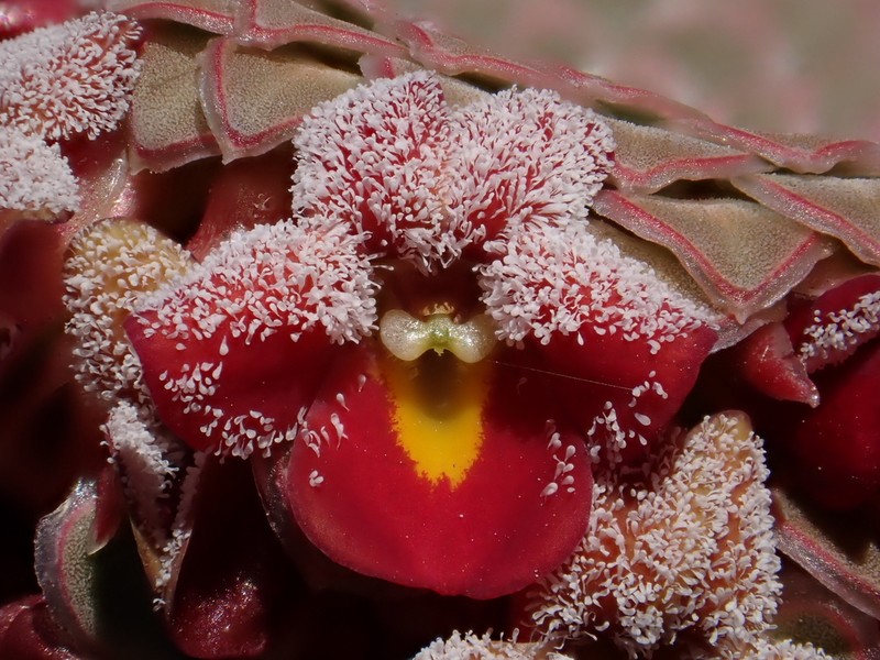 Viola atropurpurea photo 2