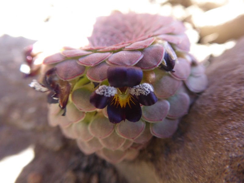 Viola atropurpurea photo 4