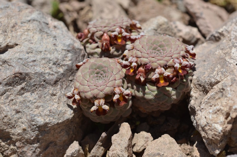 Viola atropurpurea photo 6