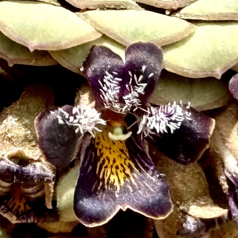 Viola atropurpurea photo 7