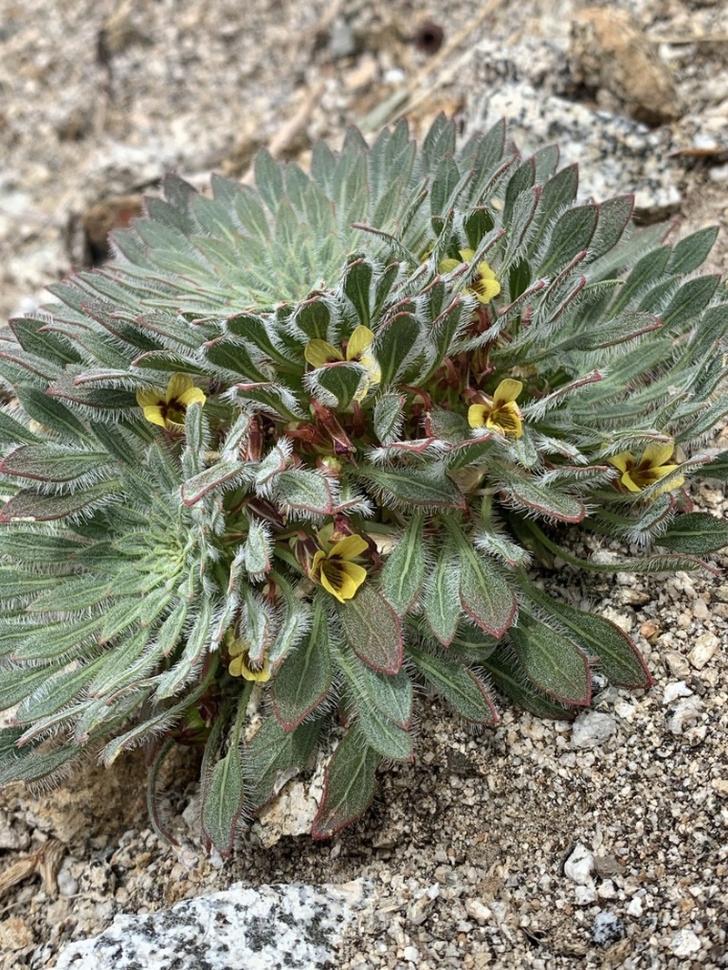 Viola aurata photo 2