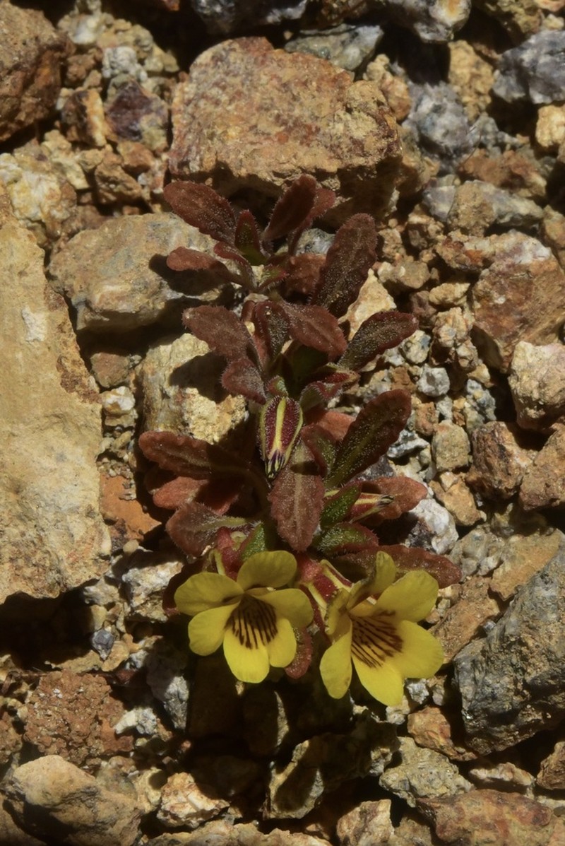 Viola aurata photo 3