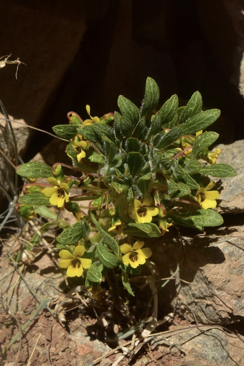 Viola aurata photo 4