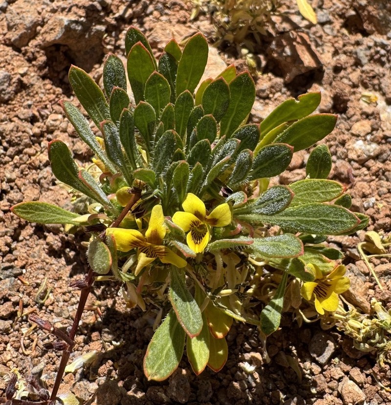 Viola aurata photo 5