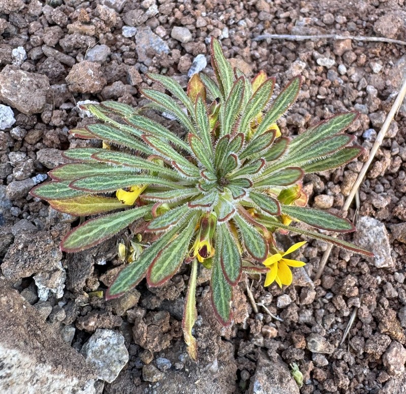 Viola aurata photo 6